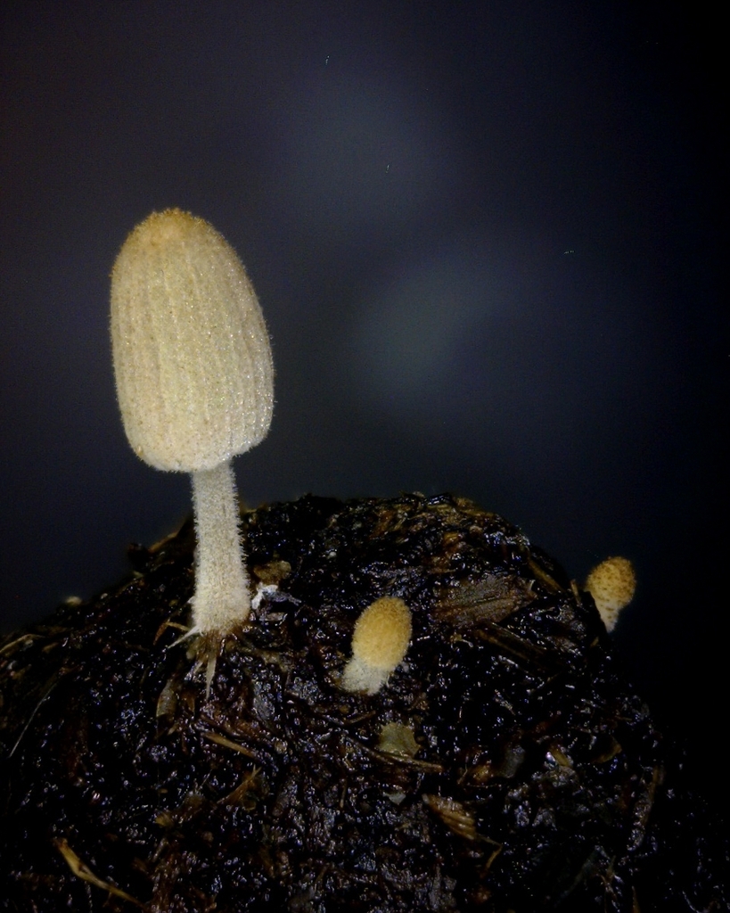 Coprinellus heptemerus · March 2026 · photo: © zedt (iNaturalist, cc-by)