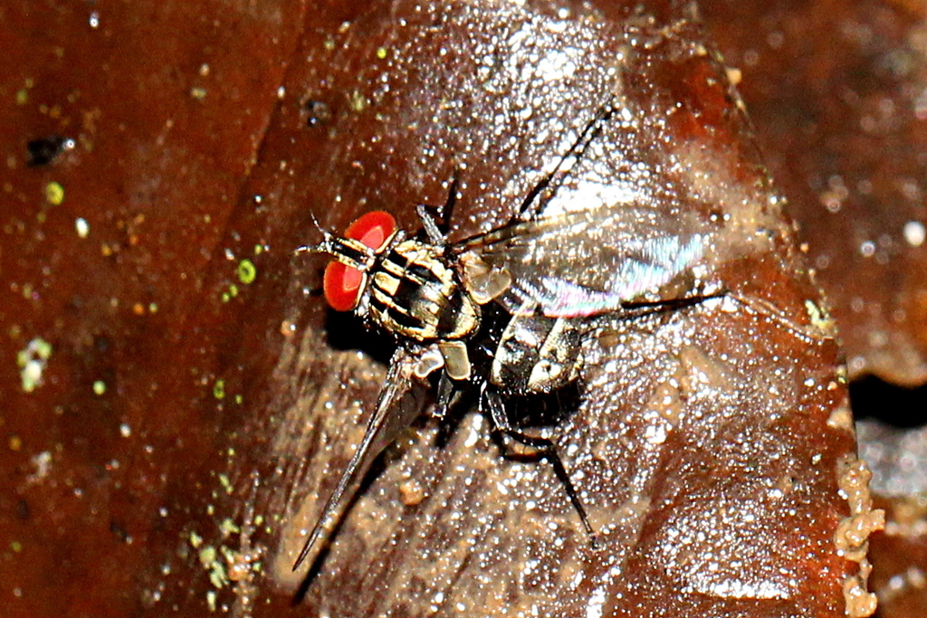 Calodexia