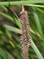 Carex solandri