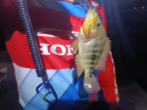 Arrow cichlid (Amphilophus sagittae) — Cichlidae — 3