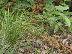 Carex solandri