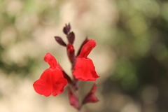 Salvia greggii