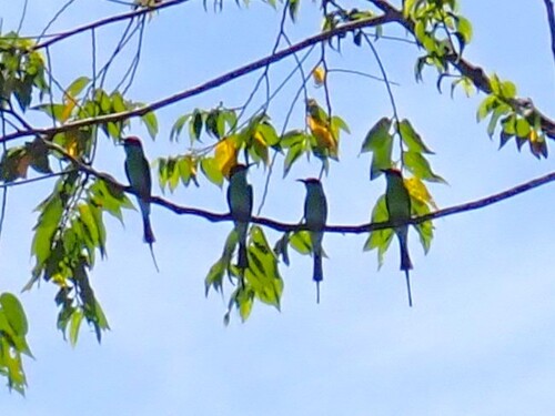 Rufous-crowned Bee-eater (Merops americanus)