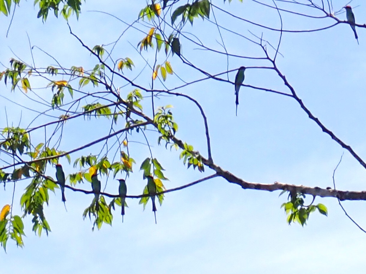 Rufous-crowned Bee-eater (Merops americanus), photo 2