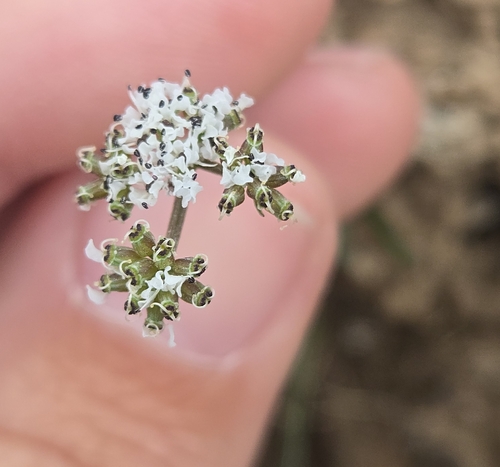 Lomatium gormanii, photograph 3