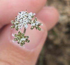 Lomatium gormanii, photograph (c) RJ Baltierra, some rights reserved (CC BY)