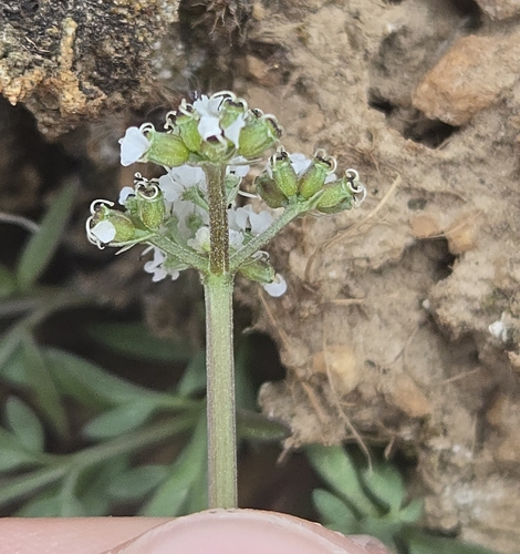 Lomatium gormanii, photograph 4
