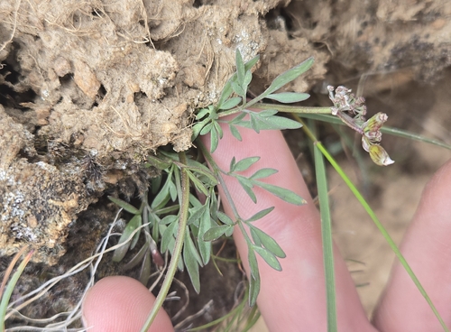 Lomatium gormanii, photograph 5