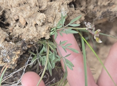 Lomatium gormanii, photograph (c) RJ Baltierra, some rights reserved (CC BY)