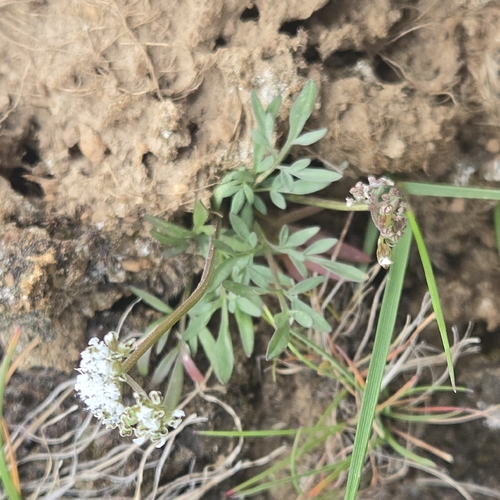 Lomatium gormanii, photograph 6