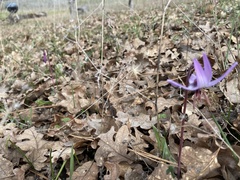 Erythronium hendersonii