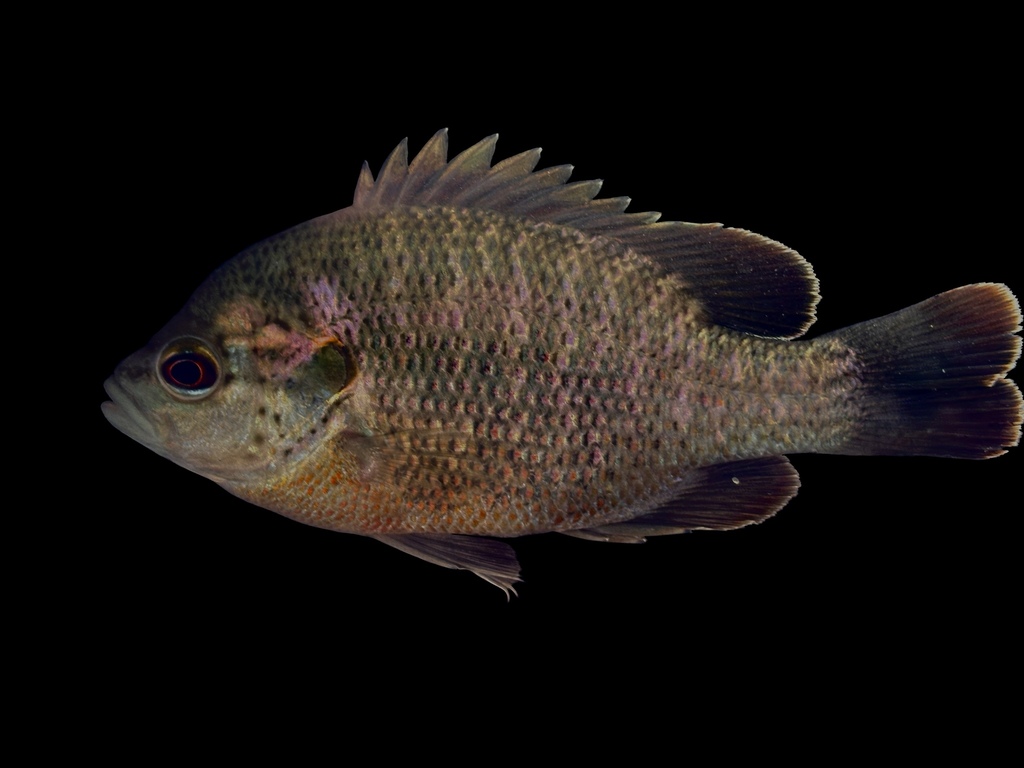 Redspotted Sunfish