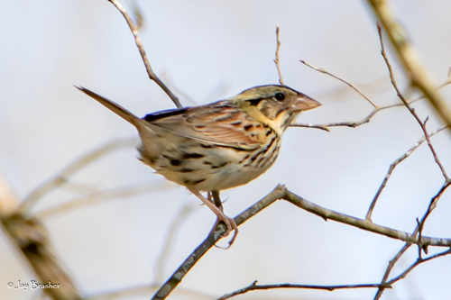 Henslow's Sparrow (Centronyx henslowii), photo 2