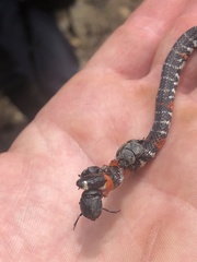 Atractus elaps