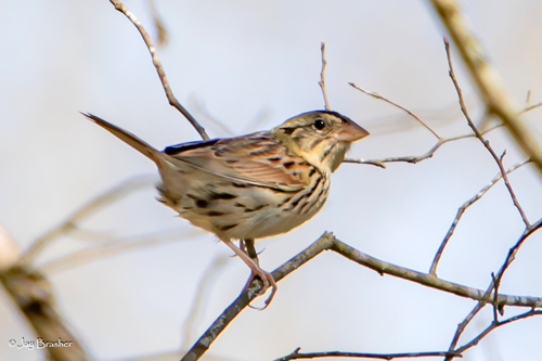 Henslow's Sparrow (Centronyx henslowii), photo 1