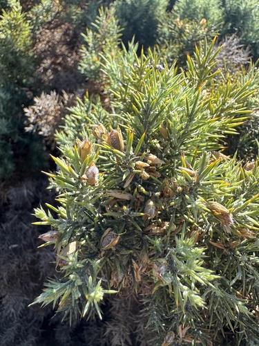 Avistamiento Ulex parviflorus