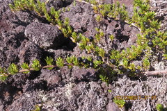 Coprosma ernodeoides