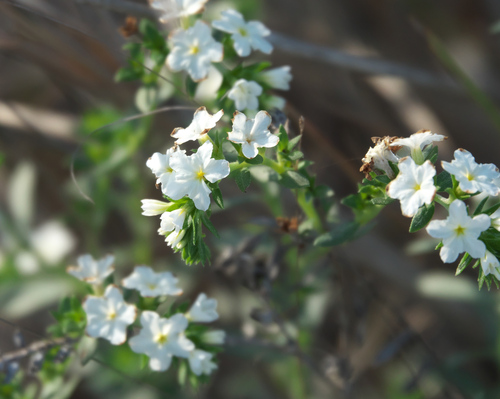 Euploca polyphylla, photograph 6