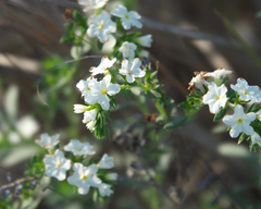 Euploca polyphylla, photograph Robert Webster, CC BY-SA, iNaturalist via GBIF
