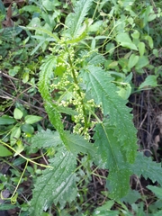 Urtica incisa
