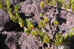 Coprosma ernodeoides