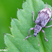 Polydrusus tereticollis - Photo (c) Tuomo Virtanen, some rights reserved (CC BY-NC), uploaded by Tuomo Virtanen