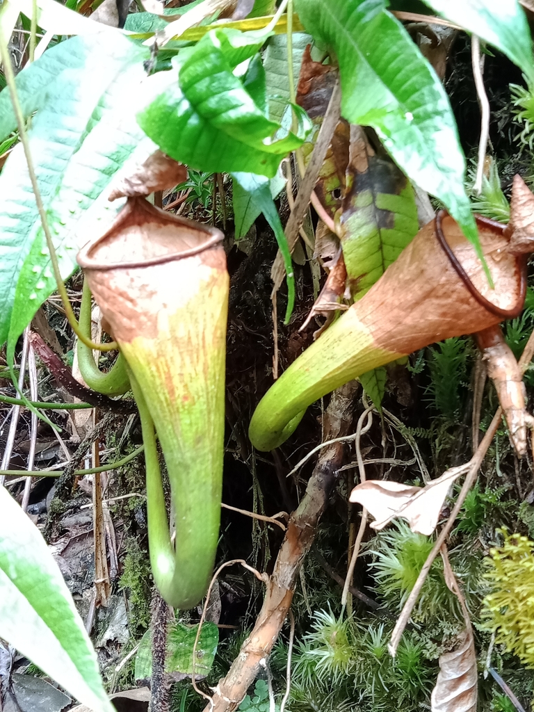 Nepenthes copelandii Merr. ex Macfarl.