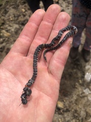 Atractus elaps