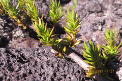 Coprosma ernodeoides