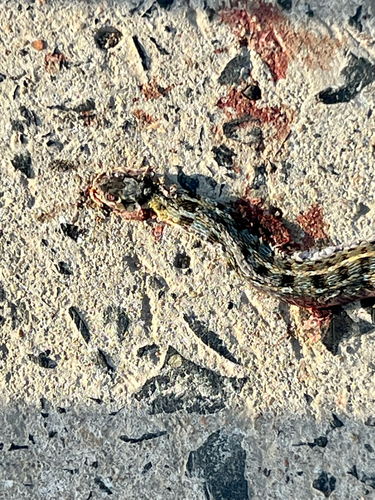 Buff Striped Keelback