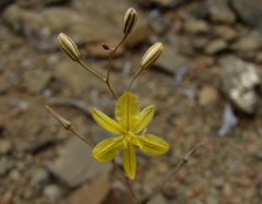 Bulbine mesembryanthemoides