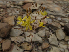 Bulbine mesembryanthemoides