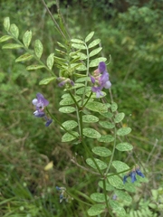 Vicia ludoviciana