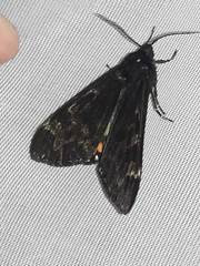 Dysschema magdala