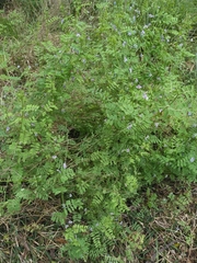 Vicia ludoviciana