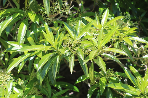 Rauvolfia sumatrana observed 2026-04-11