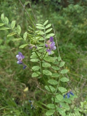 Vicia ludoviciana