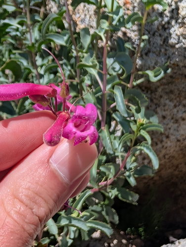 Penstemon clevelandii, photograph 4