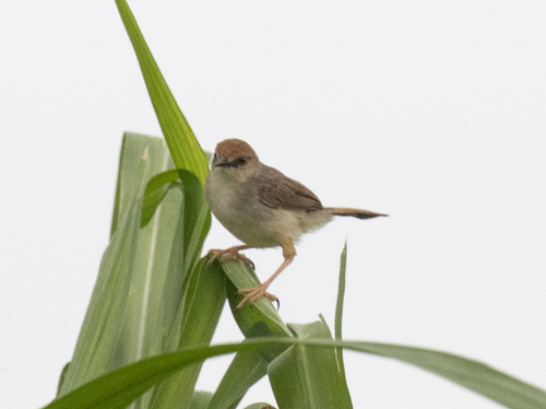 Chattering Cisticola (Cisticola anonymus), photo 2