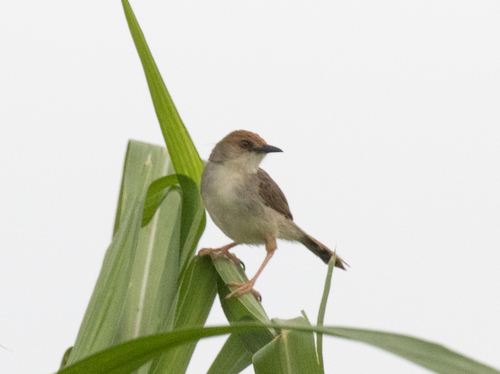 Chattering Cisticola (Cisticola anonymus), photo 3