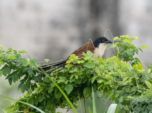 Blue-headed Coucal (Centropus monachus)