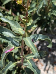Penstemon clevelandii, photograph (c) Sergey, some rights reserved (CC BY)