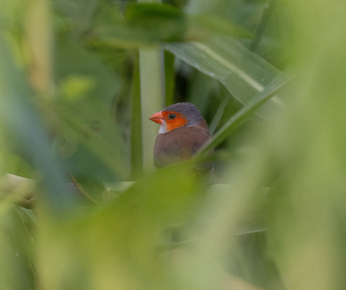Orange-cheeked Waxbill (Estrilda melpoda), photo 3
