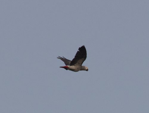 Gray Parrot