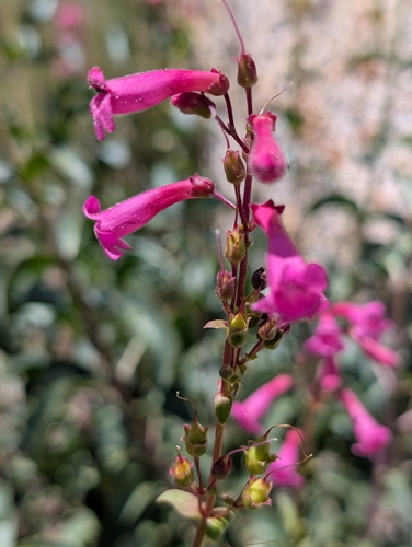 Penstemon clevelandii, photograph 6
