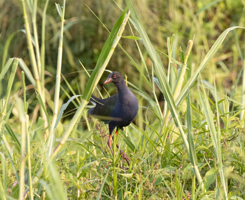 Allen's Gallinule (Porphyrio alleni), photo 4