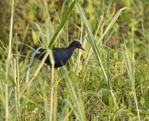 Allen's Gallinule (Porphyrio alleni), photo 5