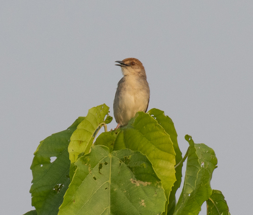 Chattering Cisticola (Cisticola anonymus), photo 7