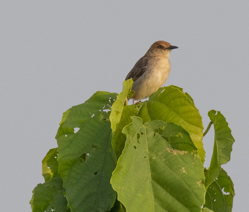 Chattering Cisticola (Cisticola anonymus), photo 6