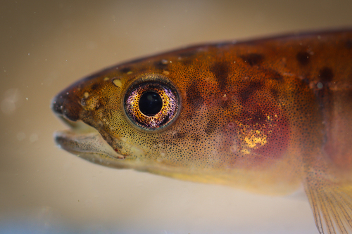 Climbing galaxias (Galaxias brevipinnis) — Galaxiidae — 4